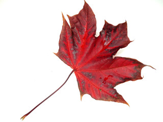 maple leave isolated on white background