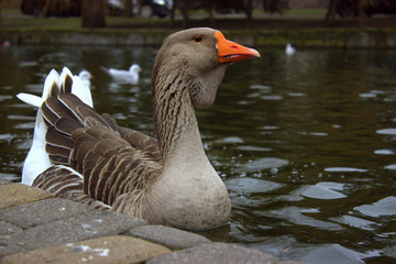  Kholmogorsk gray bearded goose on a city pond. Close-up