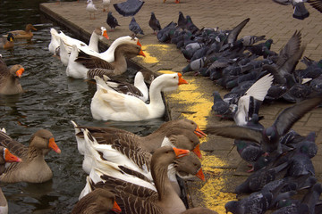 Obraz premium Gray and white wild geese and city pigeons eat millet strewn by the townspeople on the banks of the city pond