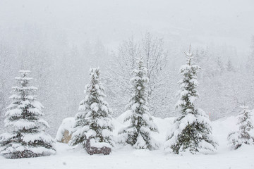 winter in the mountain 