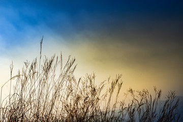 Field of grass on sky background during sunset