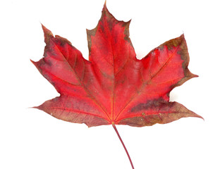 maple leave isolated on white background