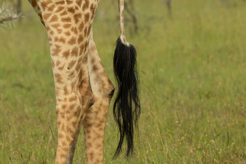 tail and back legs of a giraffe