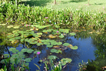 Tropical Park in Thailand. Water lilies on the pond
