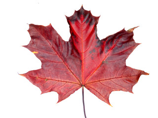 maple leave isolated on white background