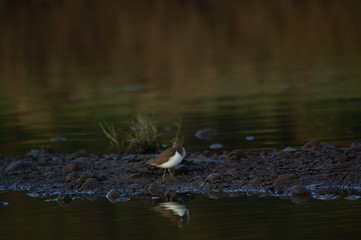 Common Sandpiper is Water bird