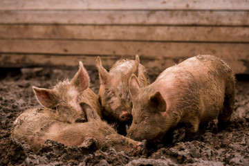 African swine fever virus, ASFV. Three pigs in the mud next to a sick pig