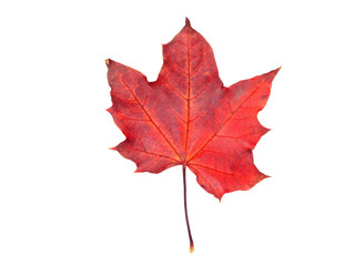Fototapeta premium maple leave isolated on white background