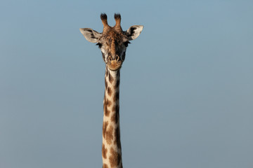 head and neck of a giraffe against the sky