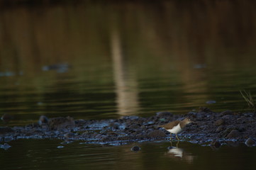 Common Sandpiper is Water bird