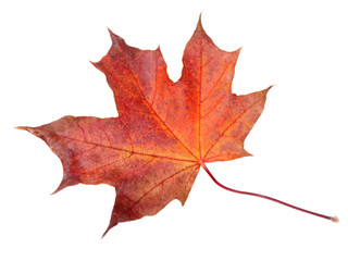 maple leave isolated on white background
