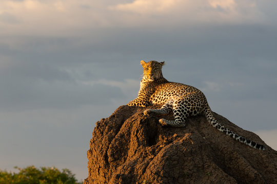 leopard on a termite mound at sunset