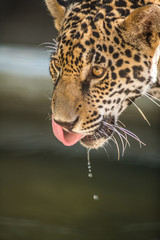 Fototapeta premium Jaguar dribbles