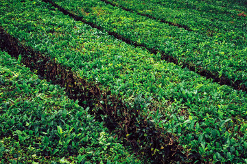 Fototapeta na wymiar Agricultural landscape. Tea plantations. Azores, Portugal.
