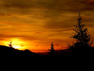 sunset in the forest