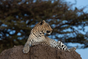 leopard lounging on a termite mound