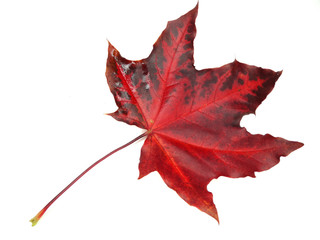 maple leave isolated on white background