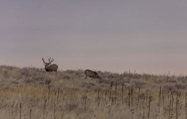 Mule Deer Buck and Does in the Fall Rut