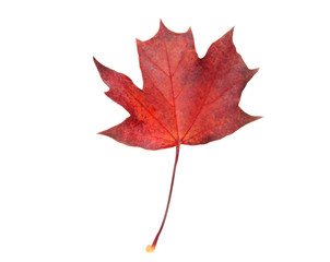maple leave isolated on white background