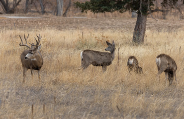 Mule Deer Buck and Does in the Fall Rut