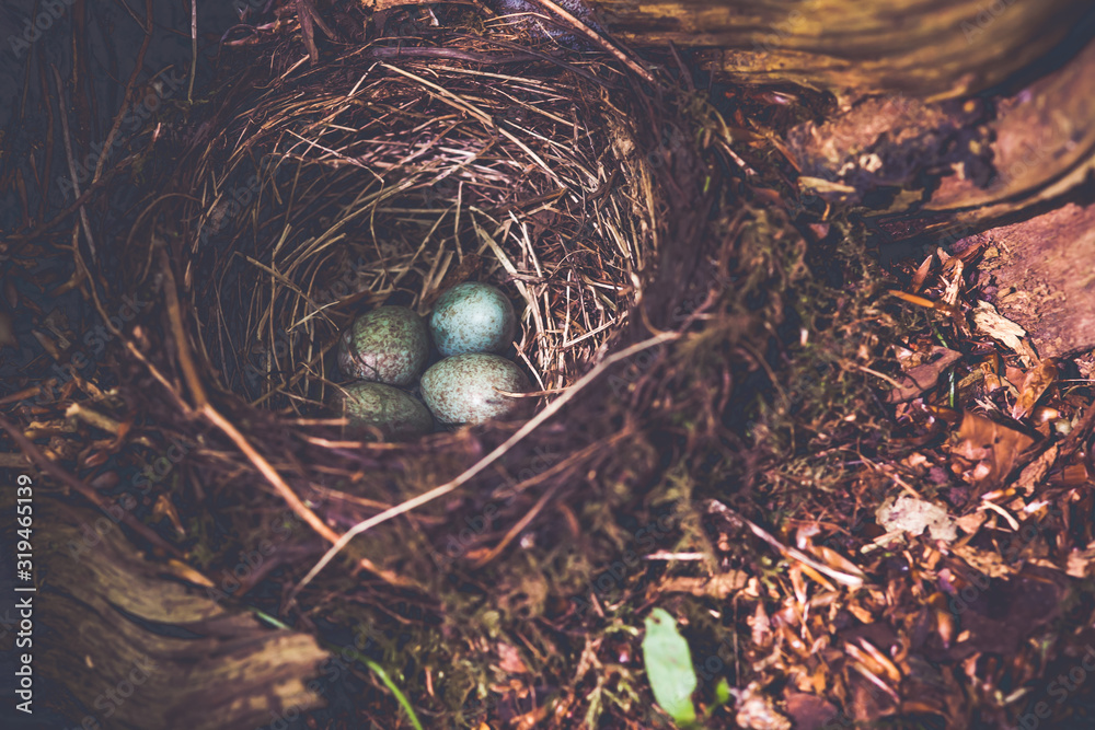 Wall mural A nest of blue eggs lying on the ground