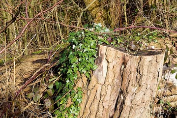 Ivy Growing On A Tree Trunk