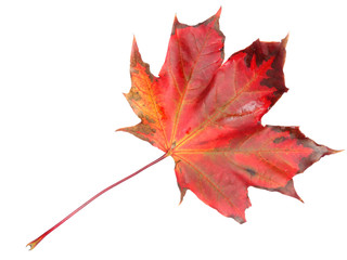 maple leave isolated on white background