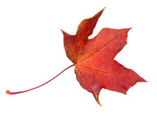 maple leave isolated on white background