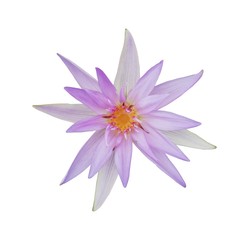Isolated purple lotus on a white background.