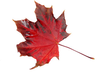 maple leave isolated on white background