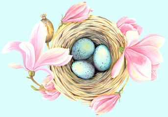 Easter bird nest with eggs and magnolia flowers. Isolated element on a blue background.  Stock illustration hand painted in watercolor.