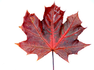 maple leave isolated on white background
