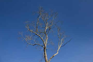 Fototapeta na wymiar Tree without leaves, Tree leafless, Dry tree on a blue sky background.