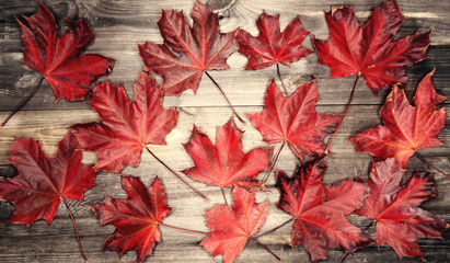 autumn forest with maple trees on wooden background