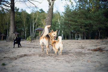 Dogs are fighting on the sandy shore of the lake.