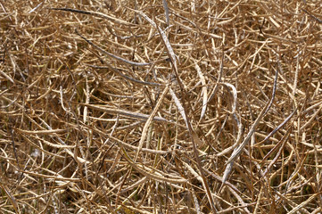Rape pods ripen on the stems in the field.