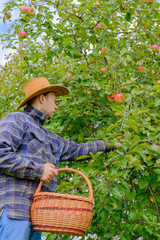 male farmer in a plaid shirt and a cowboy hat picks a crop of ripe apples in a wicker basket