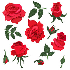 Set of leaves and flowers of a red roses isolated on a white background. Vector graphics.