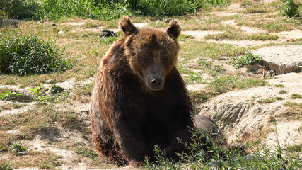 Fototapeta na wymiar Brown Bear in Forest, Wild Animal Looking in Nature, Grizzly Ursus Arctos Horribilis at Zoo Park