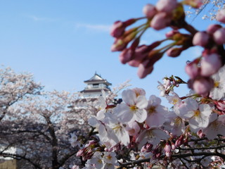 福島県会津若松　2019　鶴ヶ城と桜