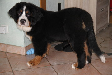 Cute little Bernese Mountain Dog puppy