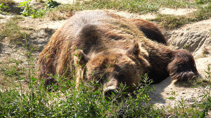 Fototapeta premium Brown Bear in Forest, Wild Animal Looking in Nature, Grizzly Ursus Arctos Horribilis at Zoo Park