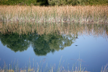 Reeds in the lake. Natural scenery. House Martin (Delichon urbica)