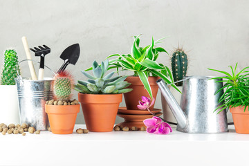 Various plants and garden utensils on the white table