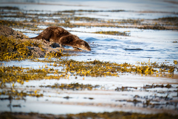 European Otter (Lutra lutra) stealthily entering the water