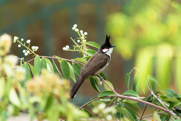 Obraz premium Red-Whiskered Bulbul Bird in Nature Perched on a Tree.
