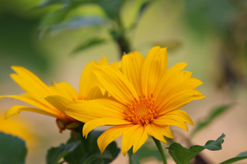 Mexican Sunflower Weed spring time beautiful color with leaves in nature background