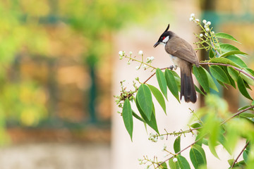 Red-Whiskered Bulbul Bird in Nature Perched on a Tree.