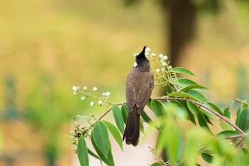 Red-Whiskered Bulbul Bird in Nature Perched on a Tree and Eating flower Food.