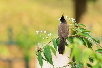 Red-Whiskered Bulbul Bird in Nature Perched on a Tree and Eating flower Food.